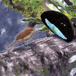 Displaying Superb Bird of Paradise