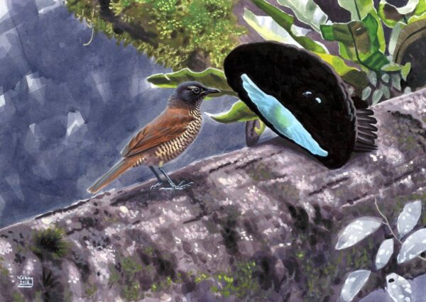 Displaying Superb Bird of Paradise