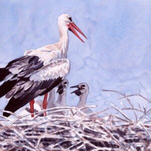 White Stork family