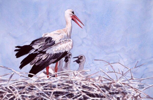 White Stork family