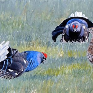 Displaying Black Grouses