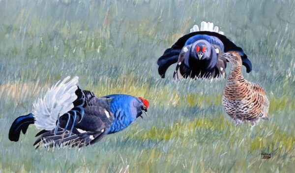 Displaying Black Grouses