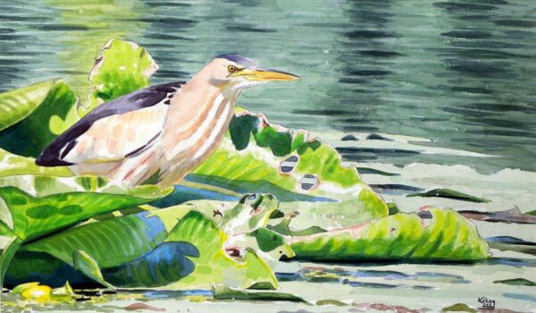 Little Bittern on Yellow Pond-Lily