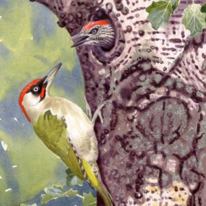 Green Woodpecker at its nest (Picus viridis)