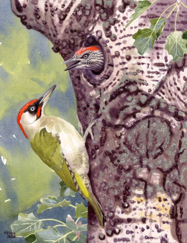 Green Woodpecker at its nest (Picus viridis)